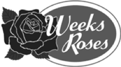 Weeks Roses