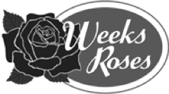 weeks roses